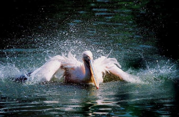 shaking pelican