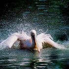 shaking pelican