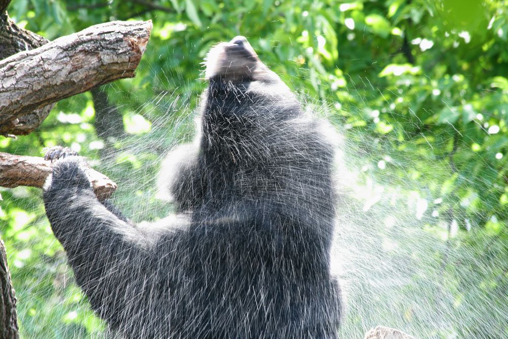 shaking the tree