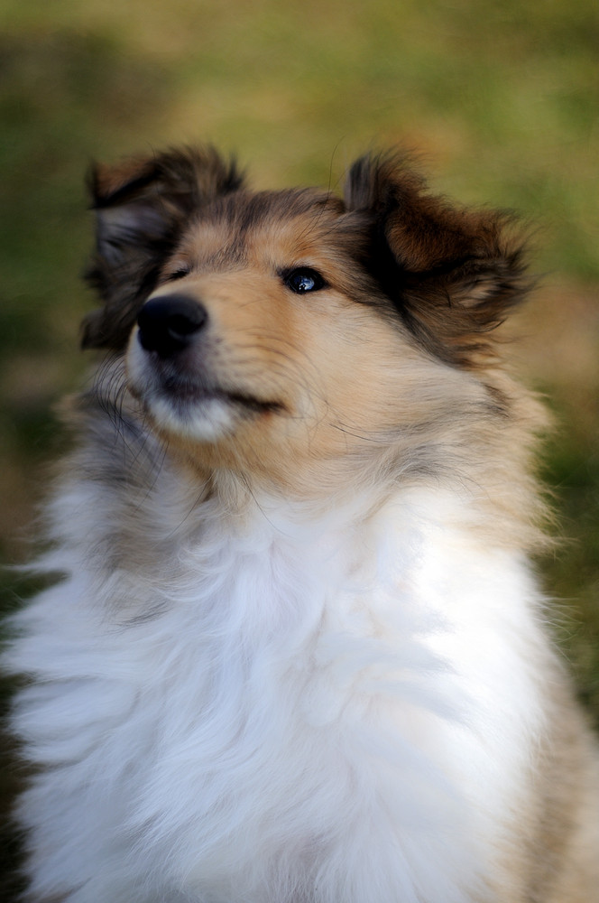 Shakira (Collie-Welpe)