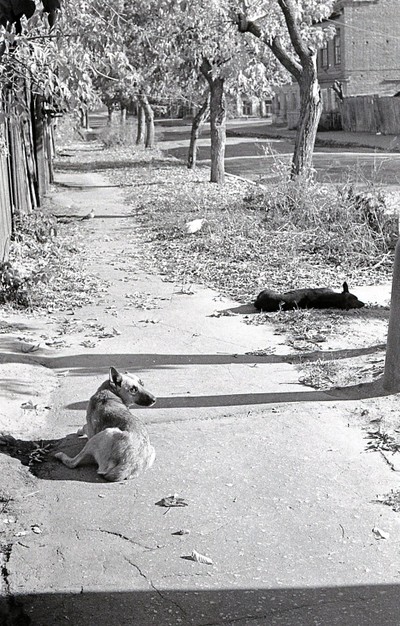 Shaljapin Street, dogs, Kasan, 1984.