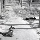 Shaljapin Street, dogs, Kasan, 1984.
