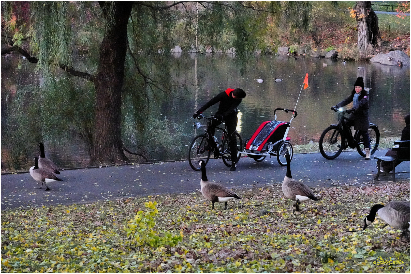 Shall we stop for the goosies? - A Central Park Moment