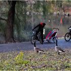 Shall we stop for the goosies? - A Central Park Moment