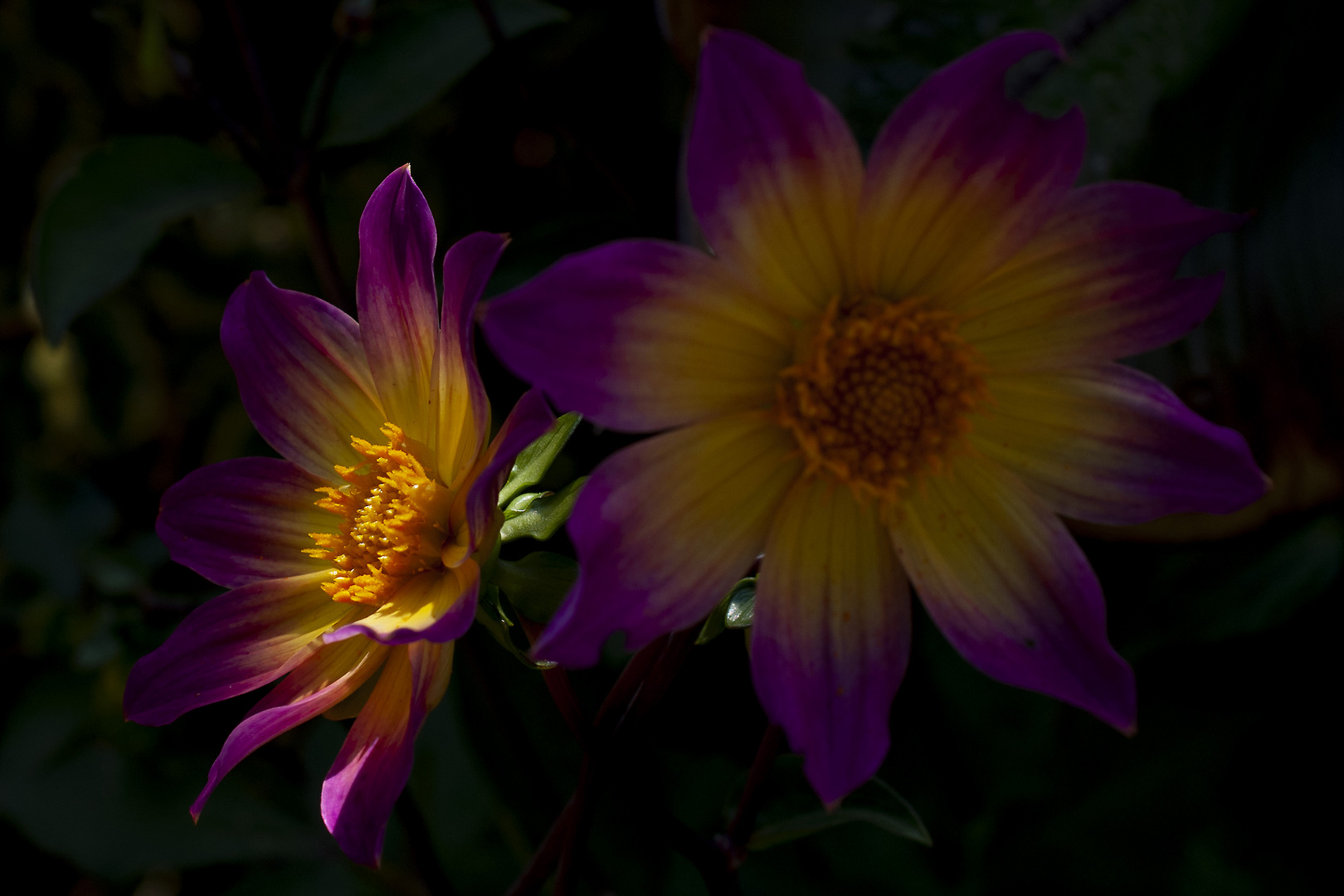 Shallow Depth of Flower Bed