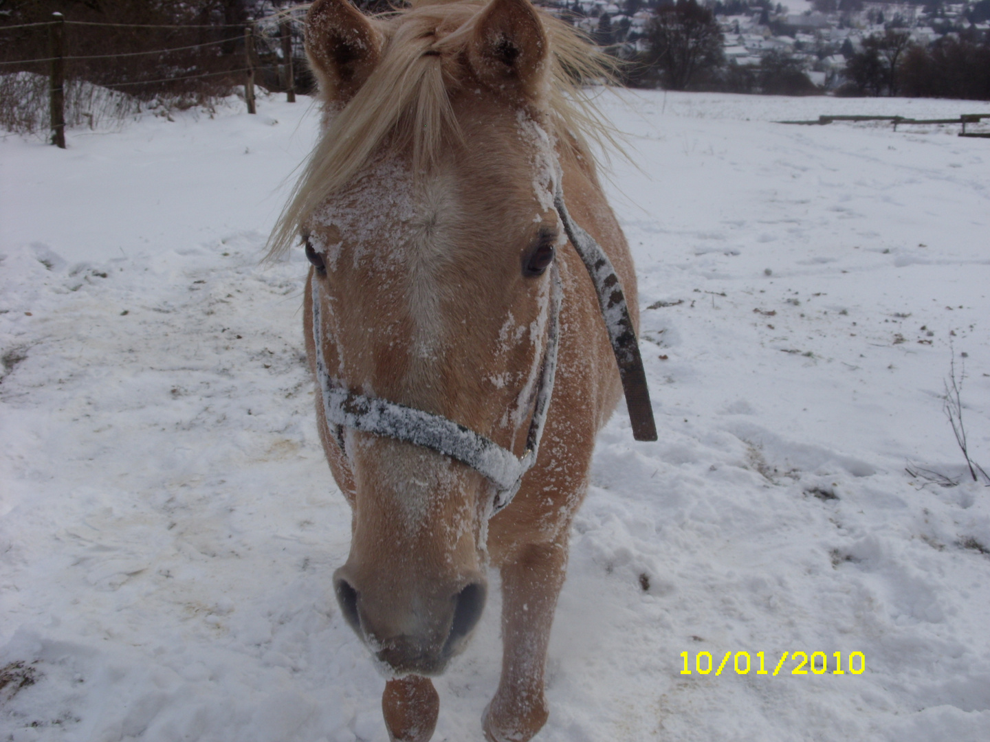 Shalom im Schnee