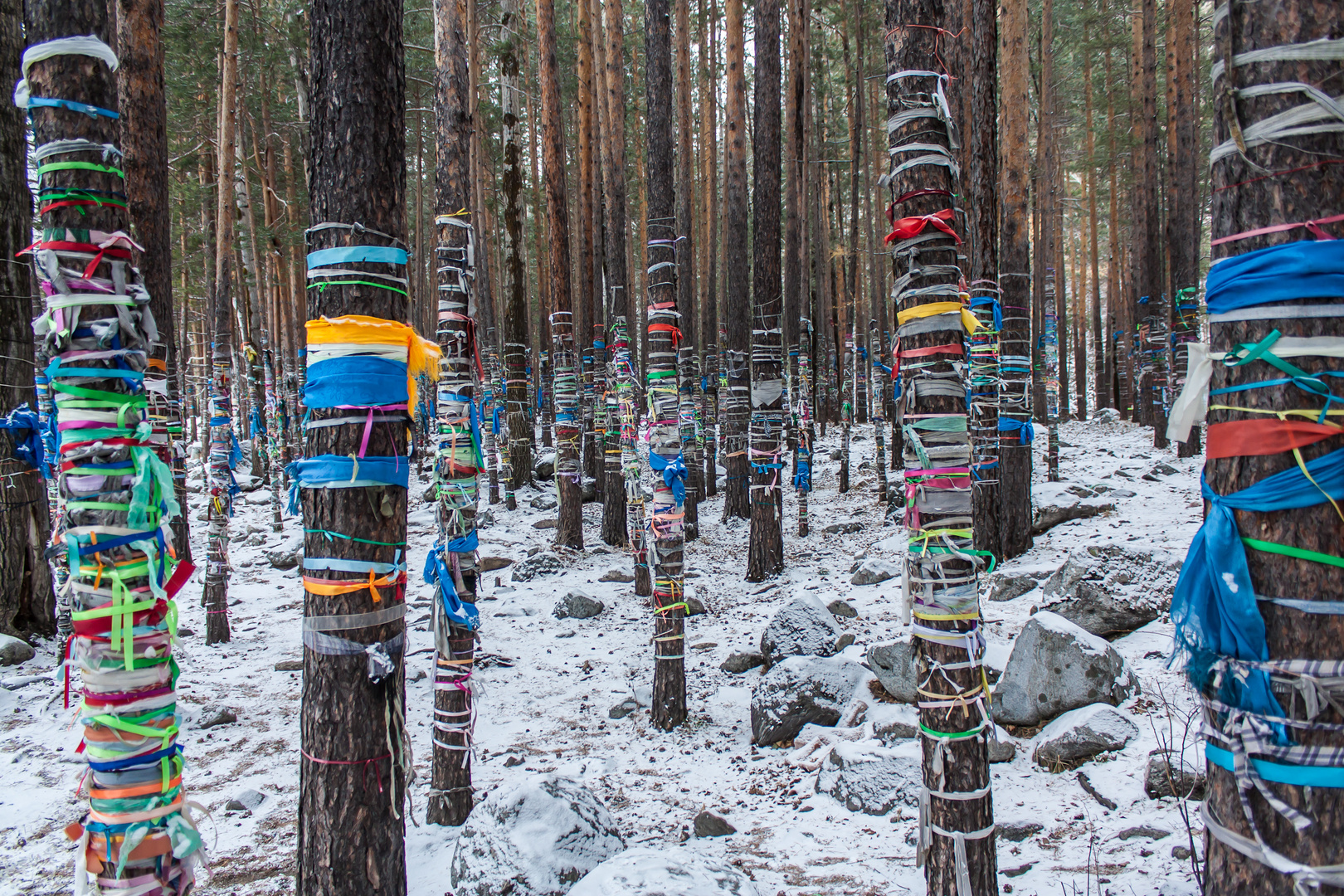 shamanic trees in Siberia