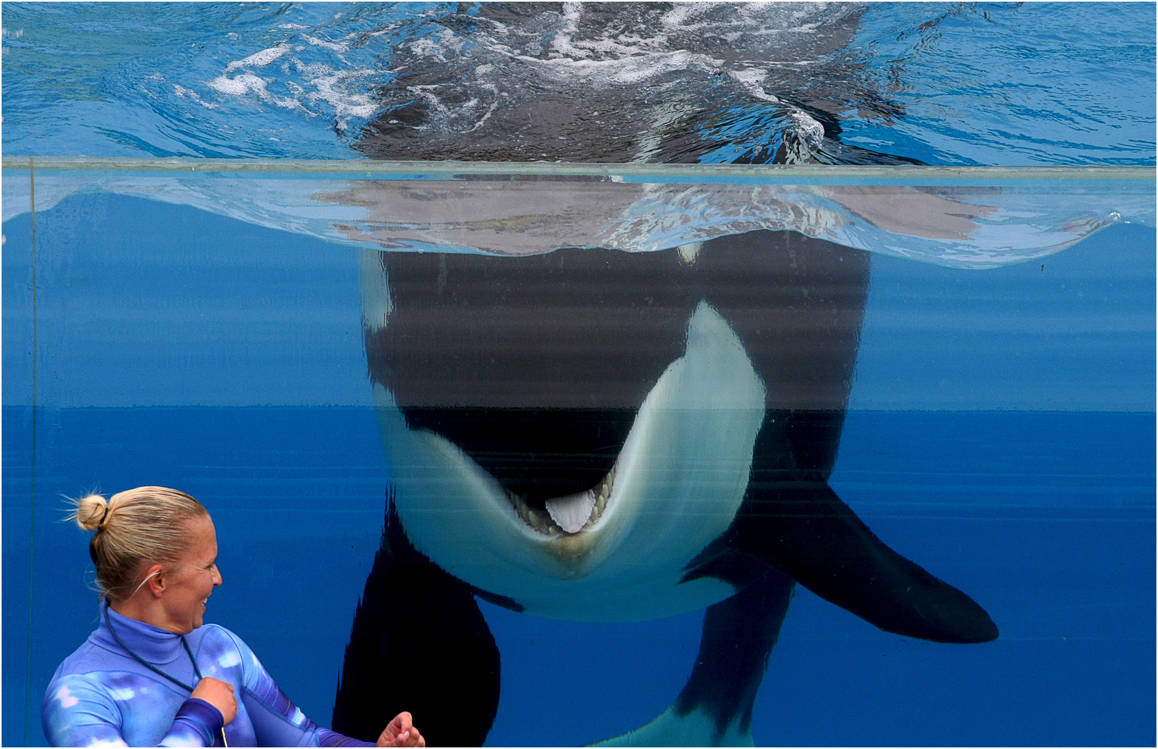 Shamu