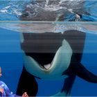 Shamu