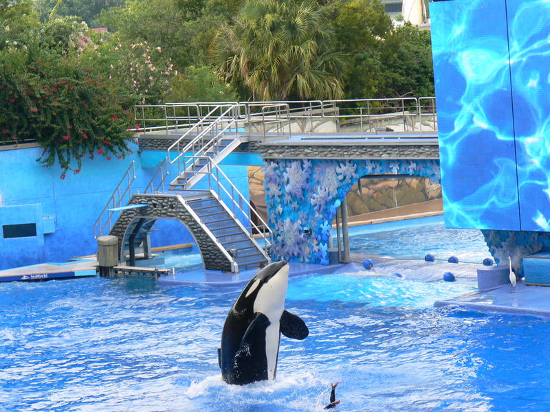 Shamu