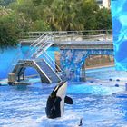 Shamu