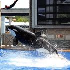 SHAMU