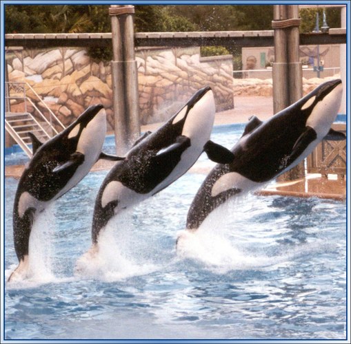 Shamu & Friends