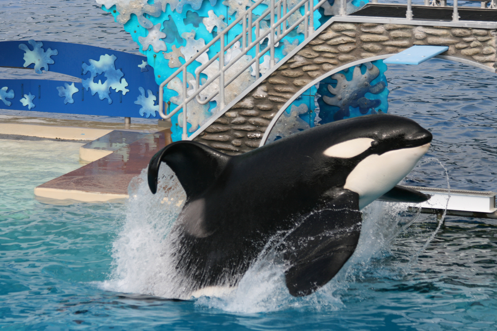 Shamu / Orca