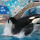 Shamu / Orca