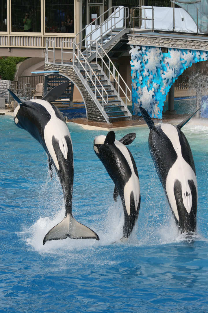 Shamu / Orca show