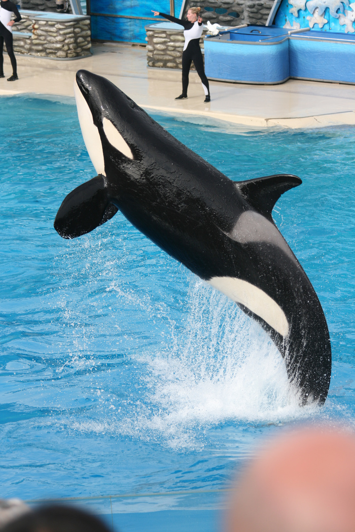 Shamu / Sea World San Diego Orca