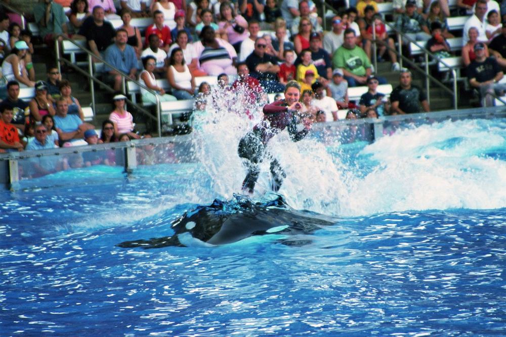 Shamu Show, Sea World