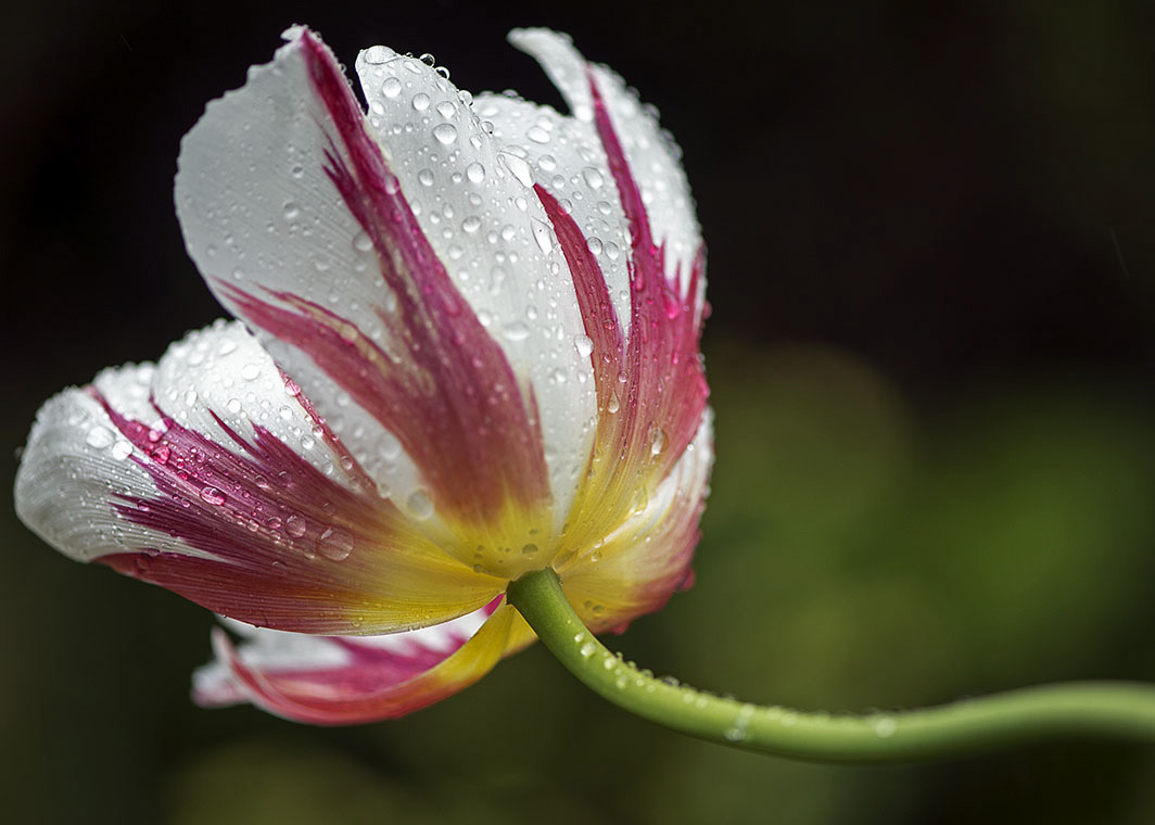 Shane's tulip