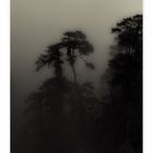 Shangri-La