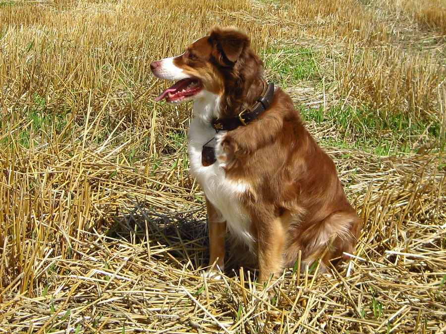 Shannon in der Herbstsonne