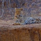 Shanti - die schönste Leopardin