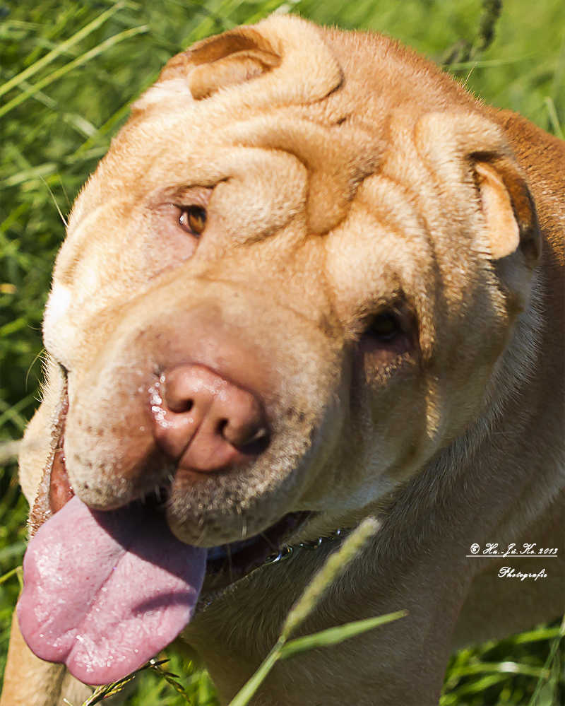 Shar Pei 2