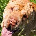 Shar Pei 2