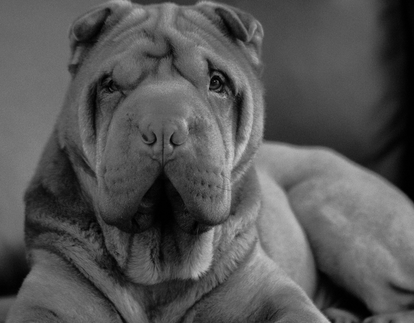 shar pei