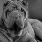 shar pei