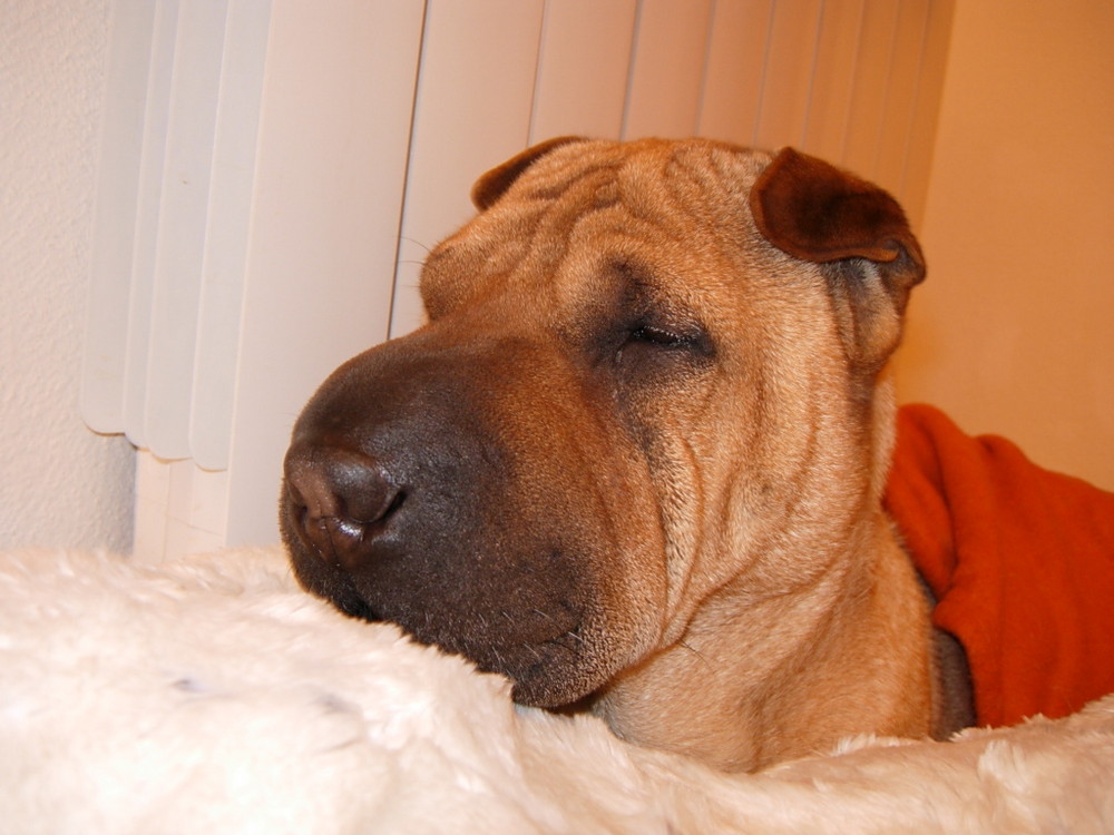 SHAR-PEI