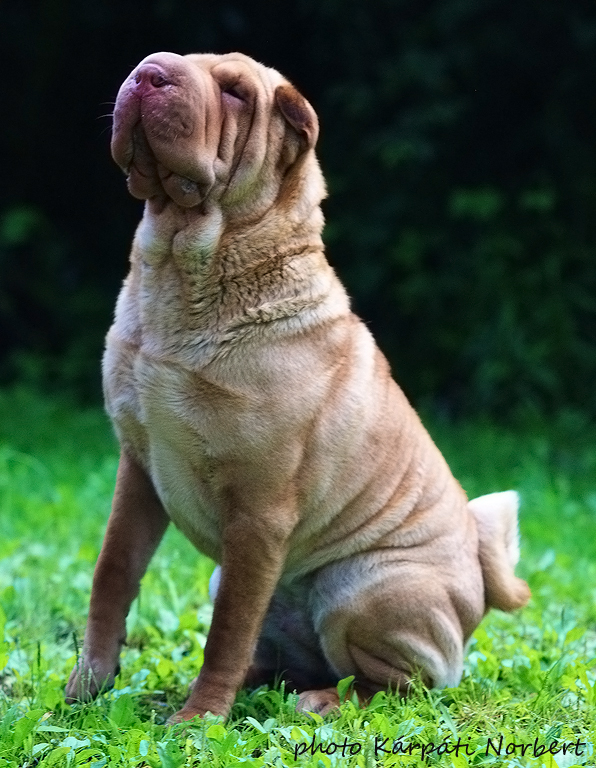 Shar-pei