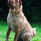 Shar-pei