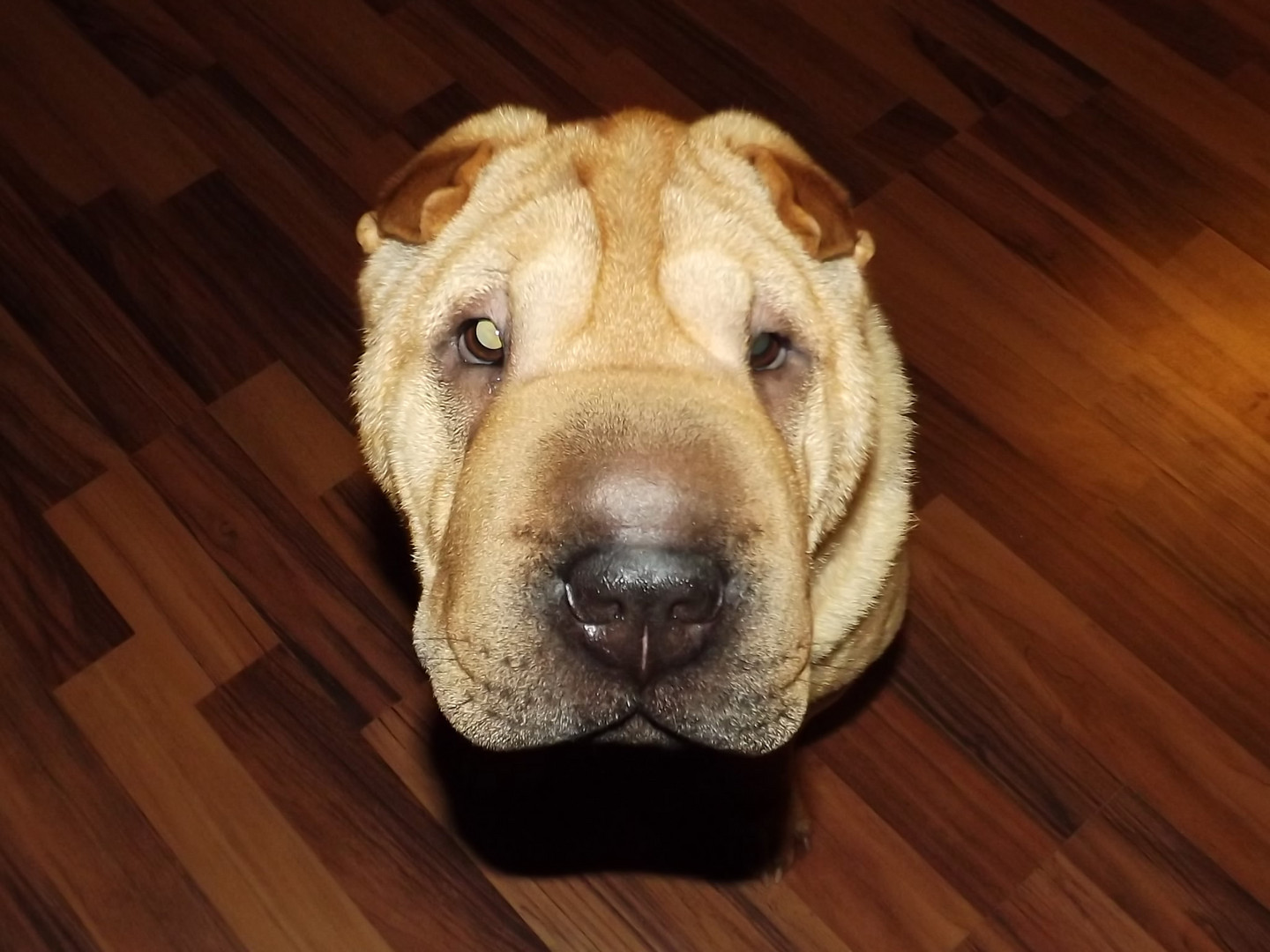 Shar pei