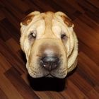 Shar pei