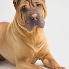 Shar Pei