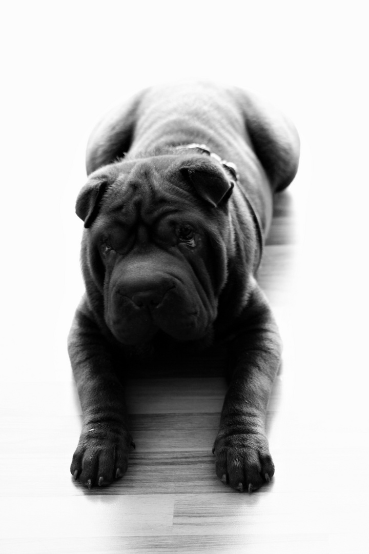 Shar pei