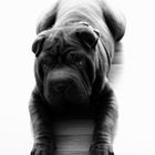 Shar pei