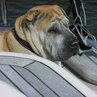 Shar Pei an Deck