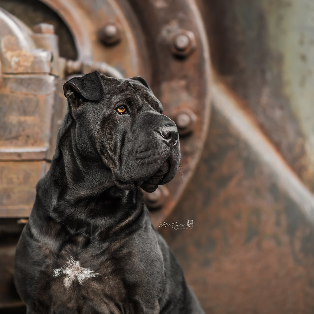 Shar-Pei Bella