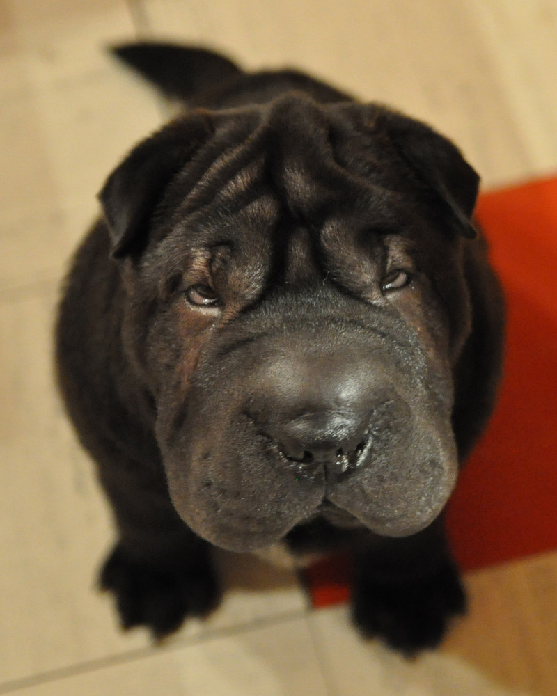 Shar Pei Cesar