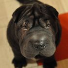 Shar Pei Cesar