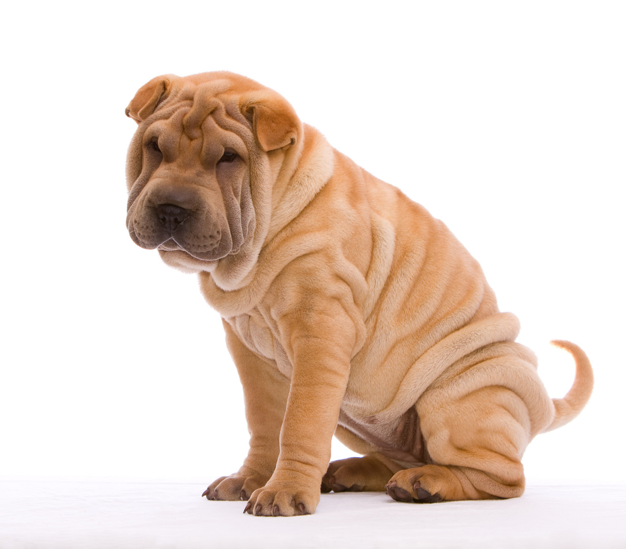 Shar Pei