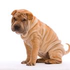 Shar Pei