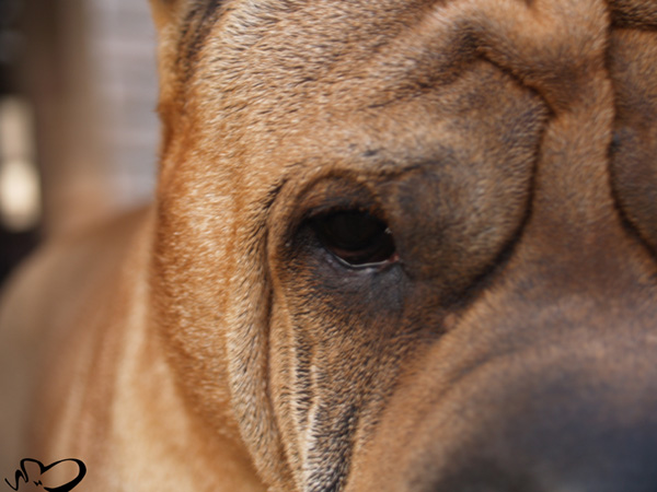 Shar Pei