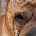 Shar Pei