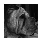 Shar Pei