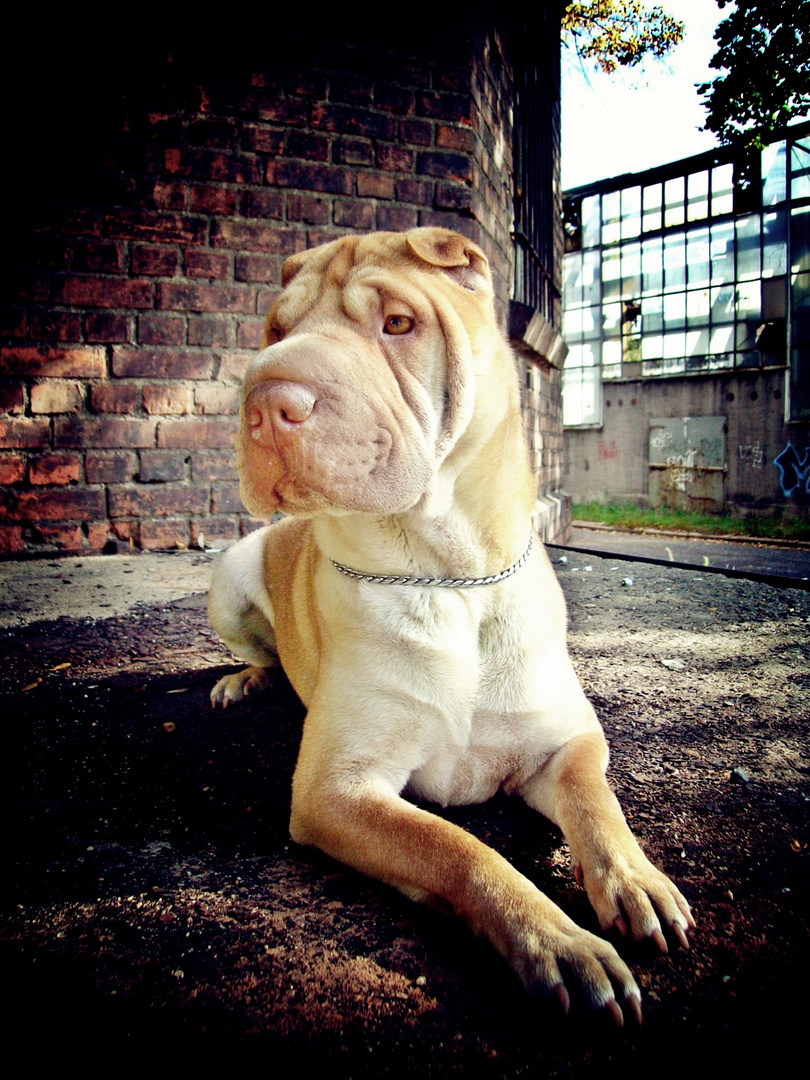 Shar Pei Louis