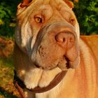 Shar Pei - Louis