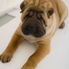 Shar Pei Paul